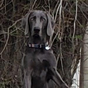 Meet your Posher, Sharon